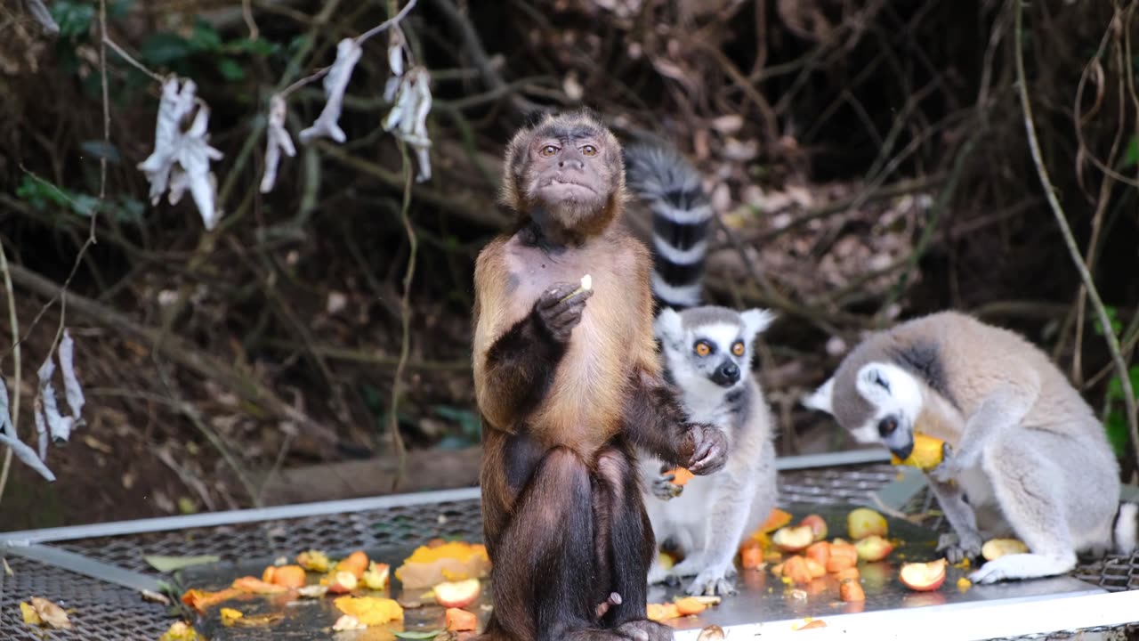 Animals with human voices