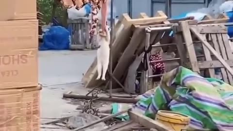 Cat funny video hd