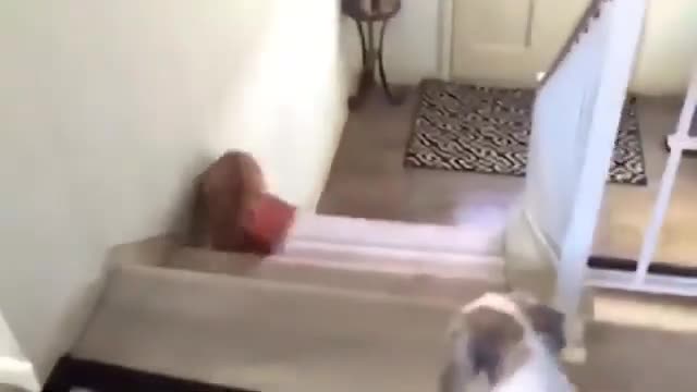 Funny Animal Fails.