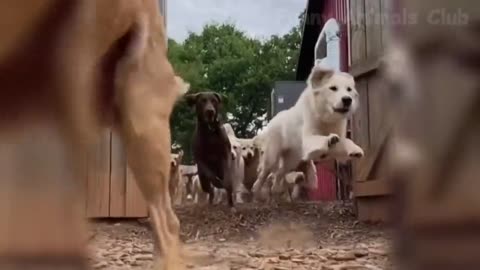 Finny Animal Compilation