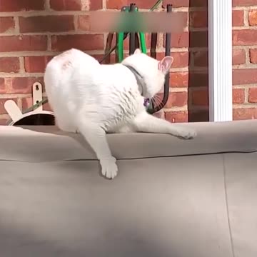 New Funny animals|funny animals video|try not to laugh #cute & #funny - #cat - #video - #shorts