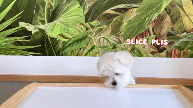 CUTE DOG REVIEWS FOOD WITH BABY PUPPY