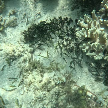 Serene Adventures: A Perfect Day of Snorkeling