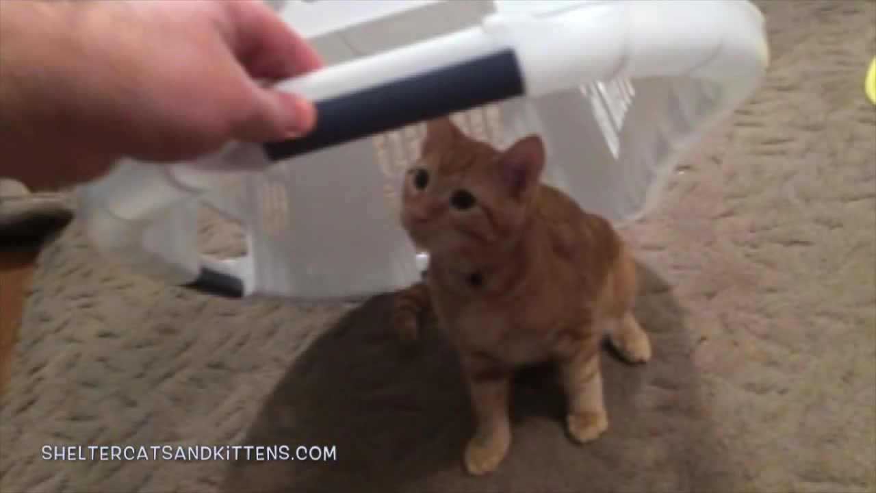 A Cute and Funny Kitten Under the Laundry Basket