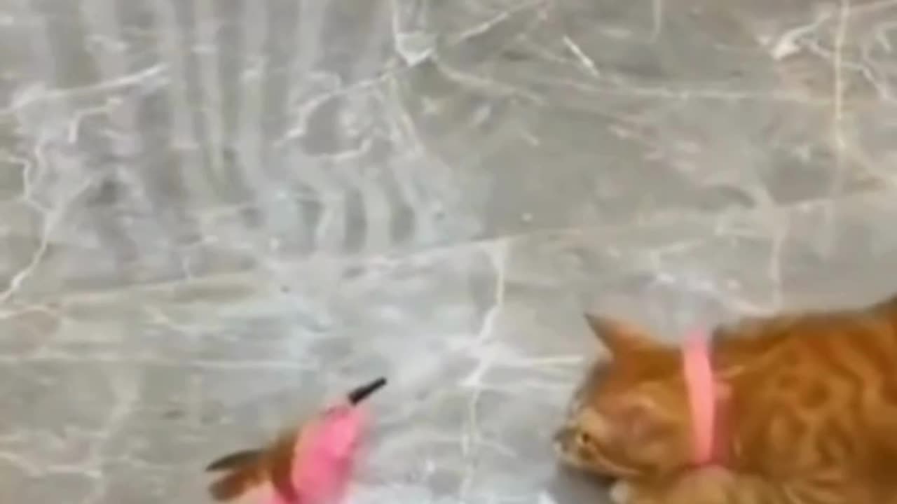 Funny videos