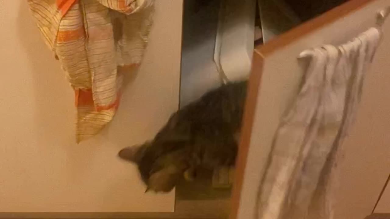 Cat Bursts Out of Cupboard at Sound of Kibble