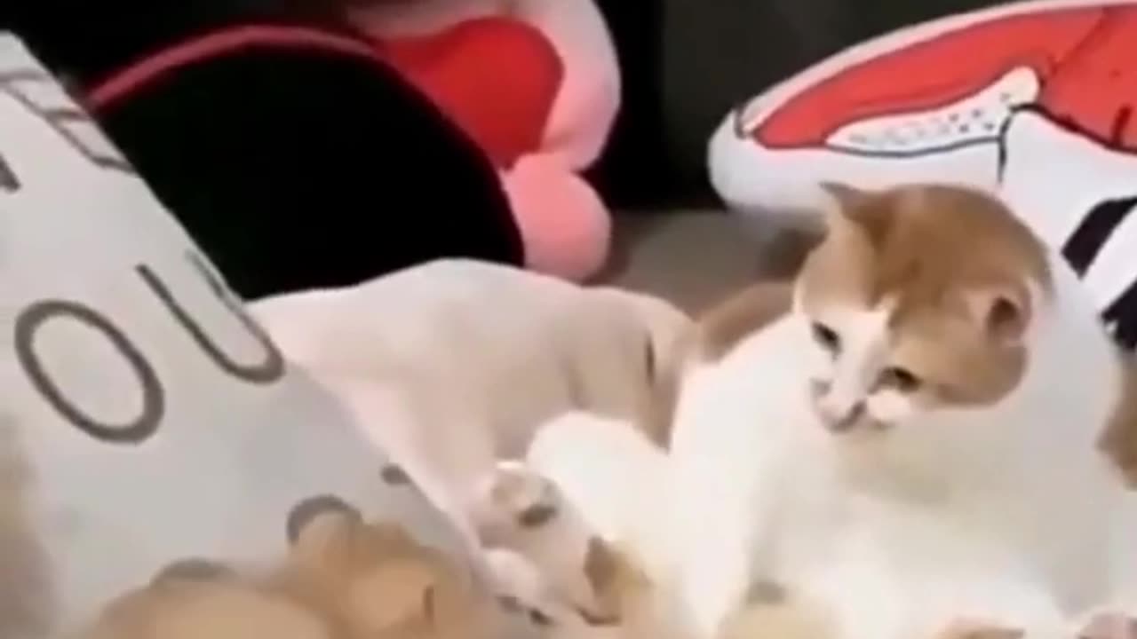 Cute Cat With Kitten #49 Best Cute & Funny Cat Videos