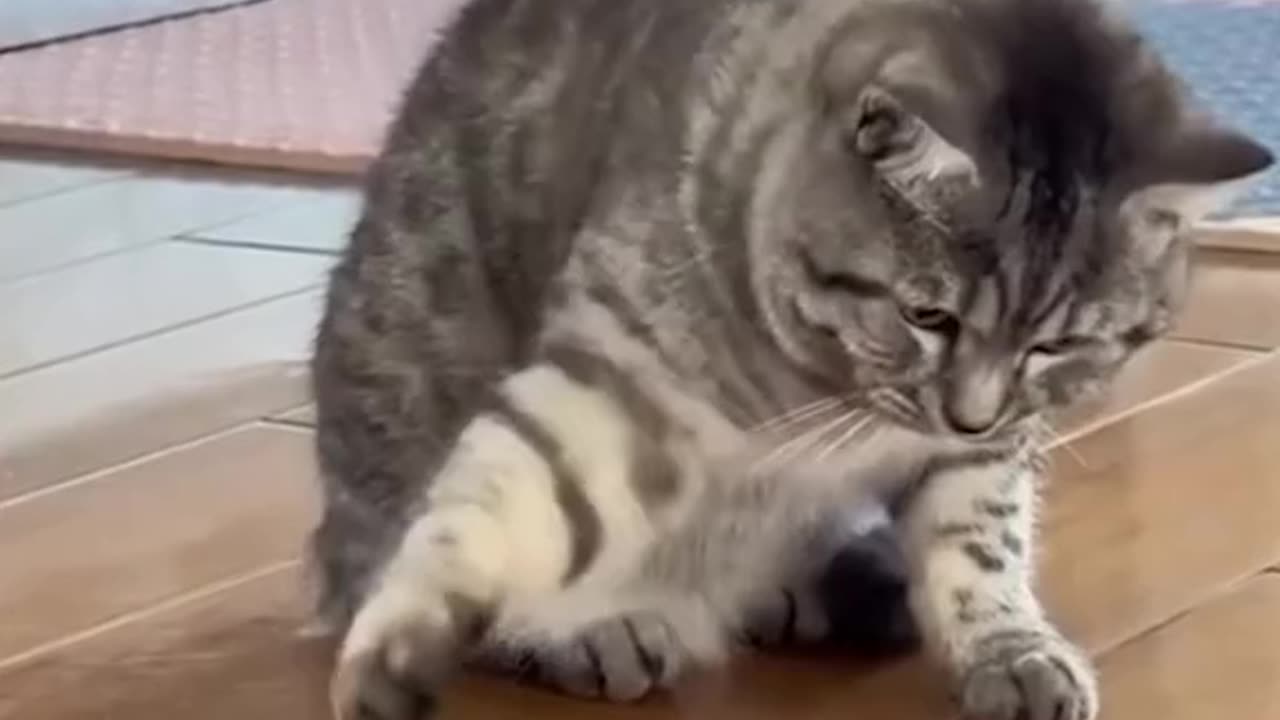 😹 Cuteness Overload! Hilarious Cat Fails Compilation Guaranteed to Make You LOL! 🐾