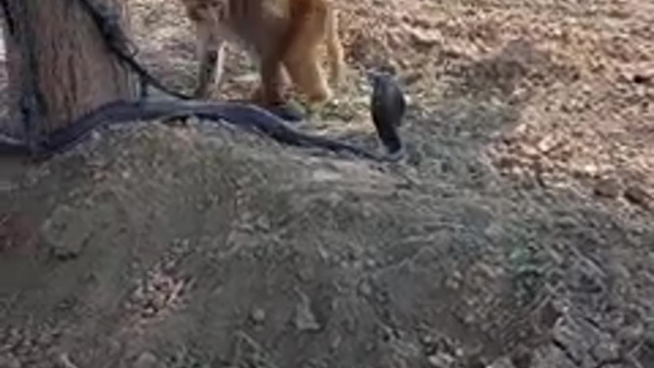 Monkey vs Snake 🐍