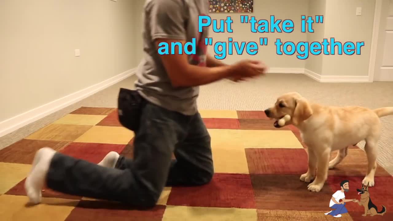 How to teach your dog to fetch simple