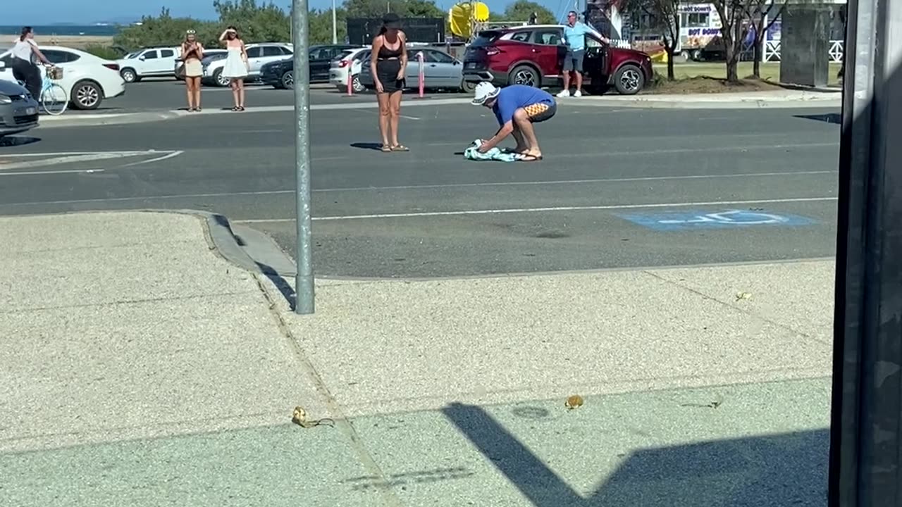 Guy Rescues a Small Penguin in the Middle a Road