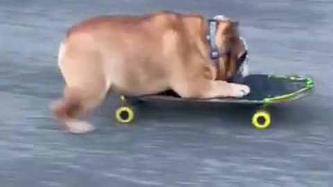 This dog even knows how to brake and turn 🤯👏 _ #shorts