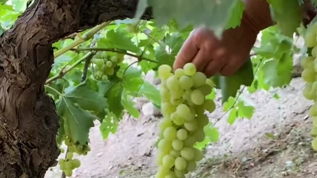 Green Grapes Harvest #grapes #farming