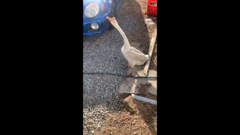 Farmer Vs. Angry Goose