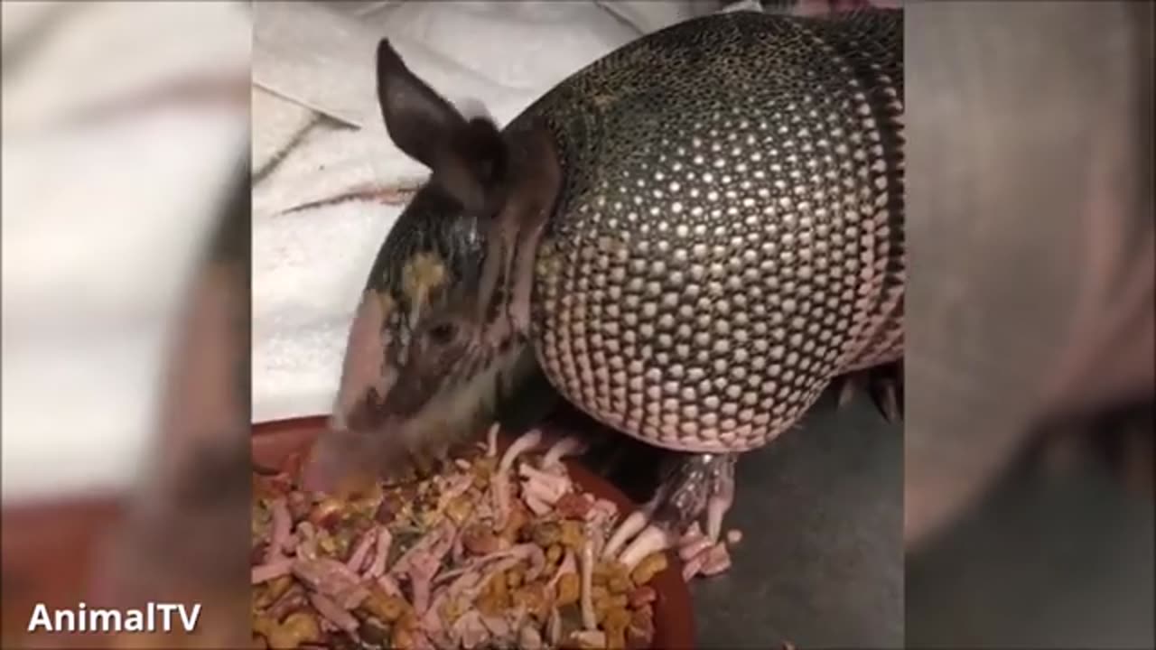 Cute ARMADILLO compilation