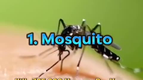 Top 10 most dengerous animals in the world
