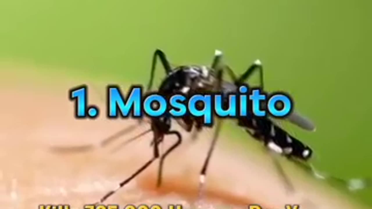 Top 10 most dengerous animals in the world