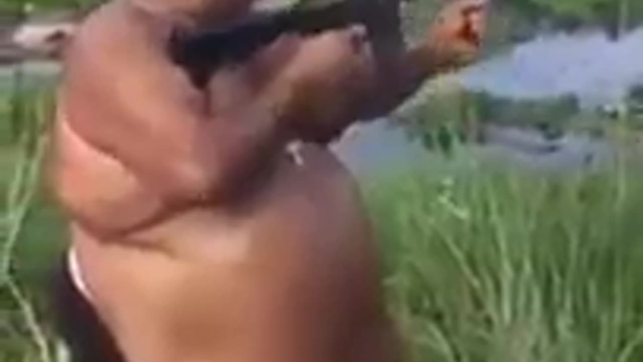 funny videos