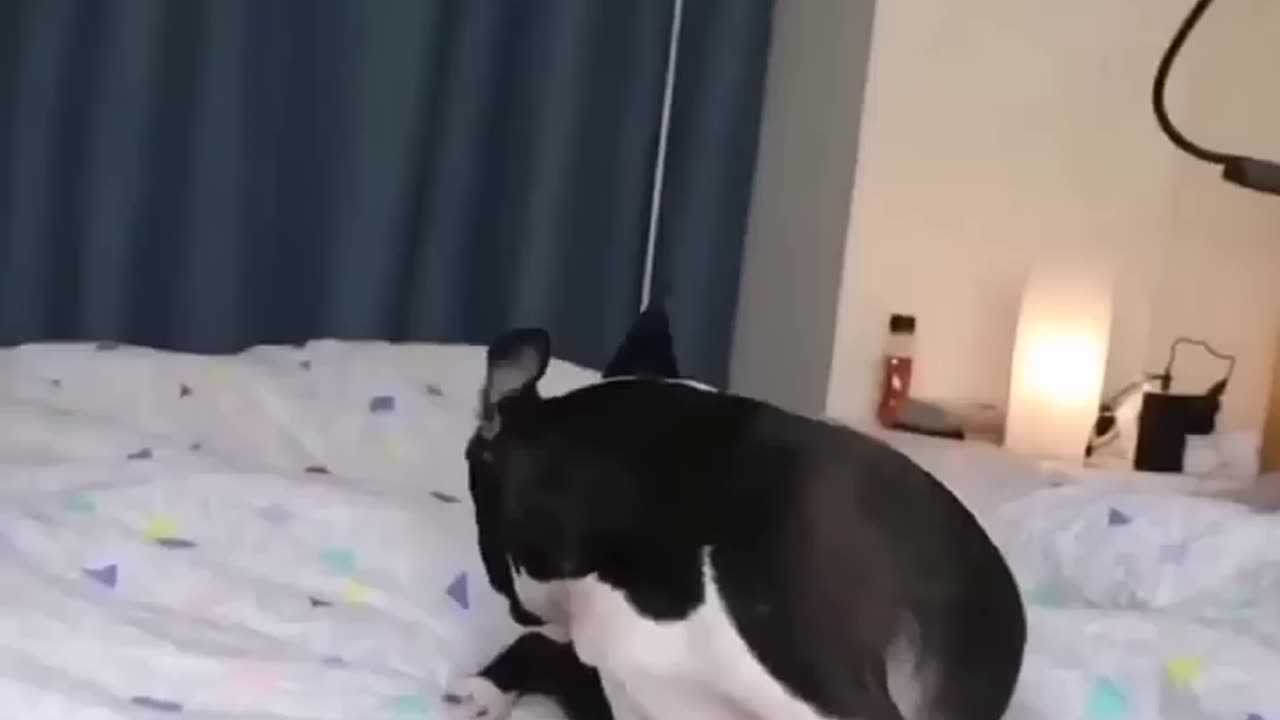 Funny dog video