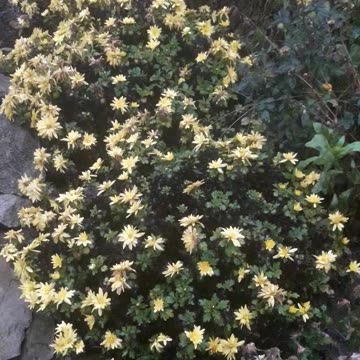 Chrysanthemums in December