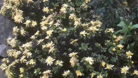 Chrysanthemums in December