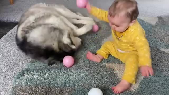 Giant Husky & Baby Playing Together Is The Cutest Thing Ever!!😭.