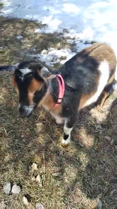 Meet Nigerian Dwarf Goat Doe Fire Agate/POLLED