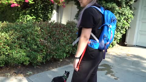 Dog Owner lets her Dogs Walk Her!