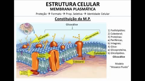 Citologia: Membrana Plasmática parte I - MinhaEscolaWeb