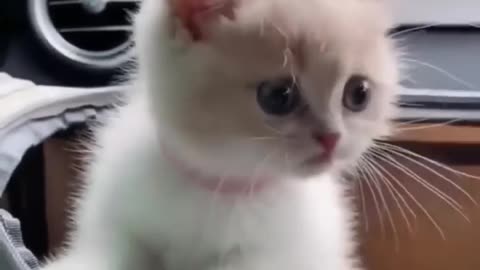 Top funny cute kitten rendom viral clips 😂 #shortvideo #funnycat #amezing #trending