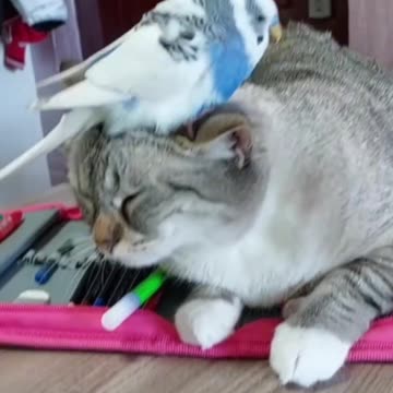 Massage therapy time? 😂