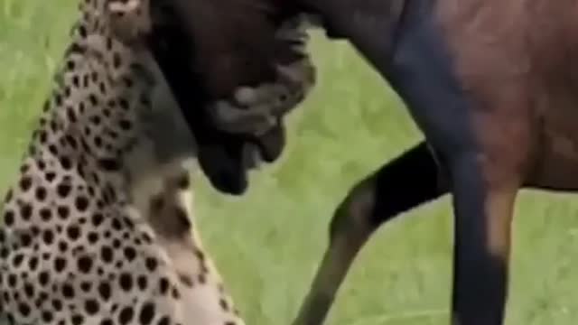 South africa forest leopard hunting