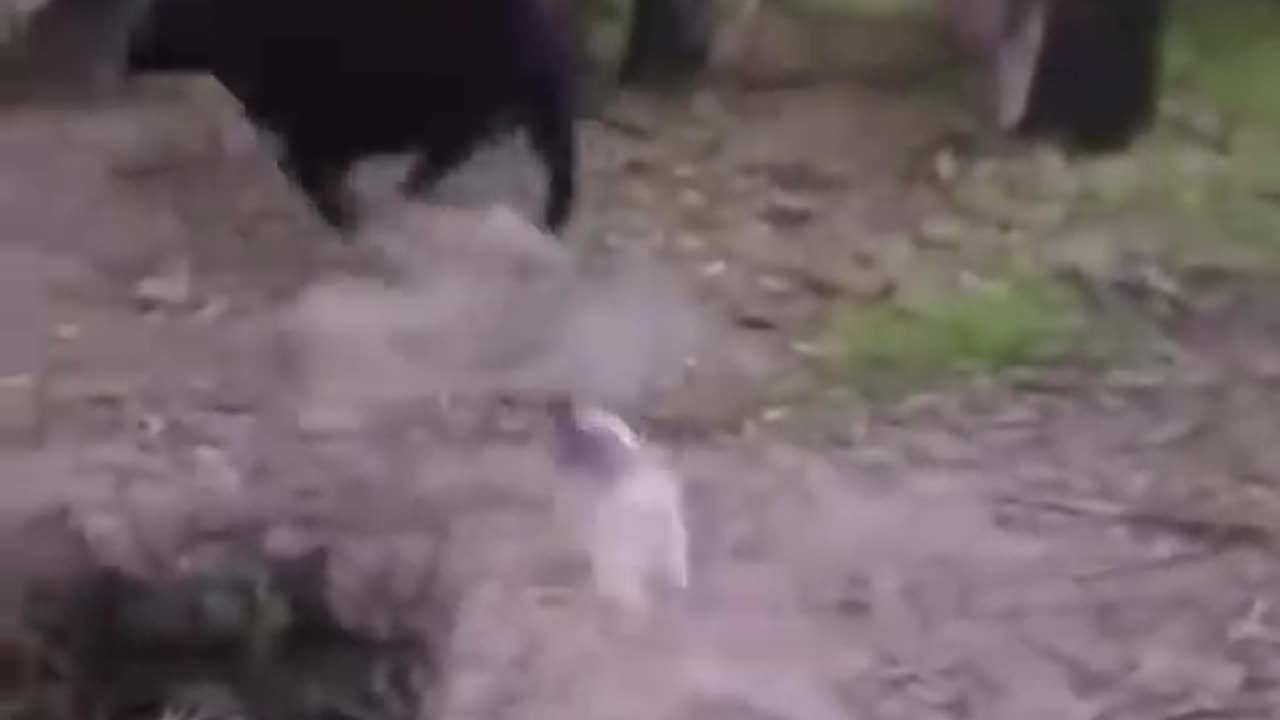 Animal funny video