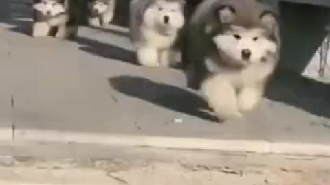 Funny Animal Compilation | Cute Animals Doing Funny Things