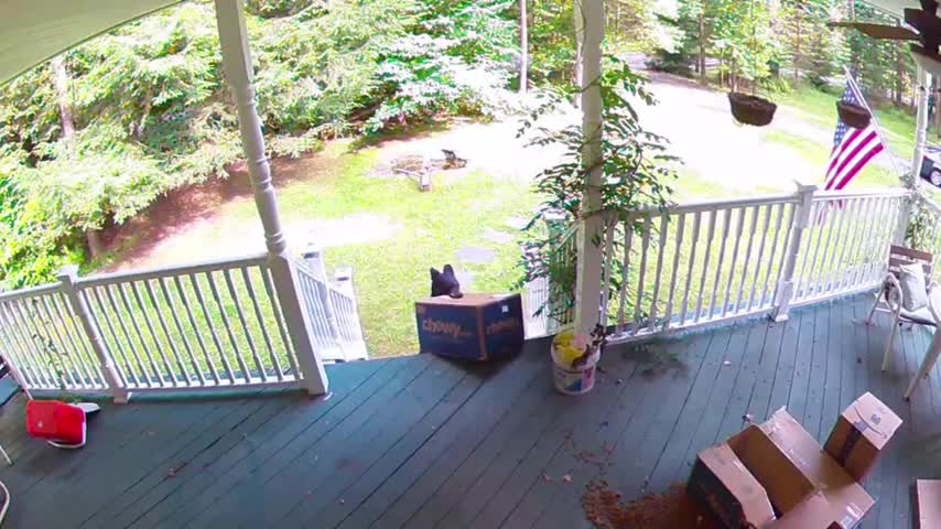 Bear Steals Dog Food Package off Family's Porch