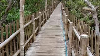 Bamboo bridge