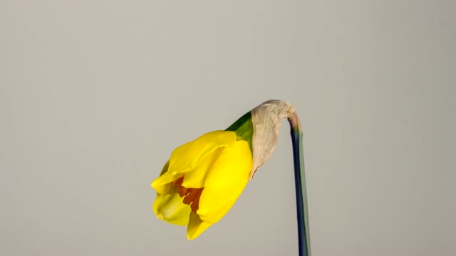 Easter Bell Daffodil Easter Spring