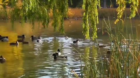 Instrumental Music Hymns of peace by Tim Janis