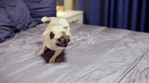 Cheerful, jovial and playful pug dog running around the bed, playing in the bedroom💓❤️