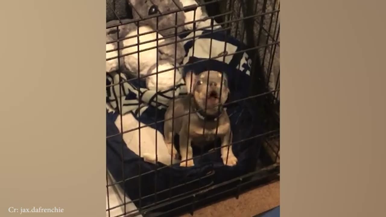 New Funniest Cats And Dogs Videos 😁 Best Of The 2024 Funny Animal Videos