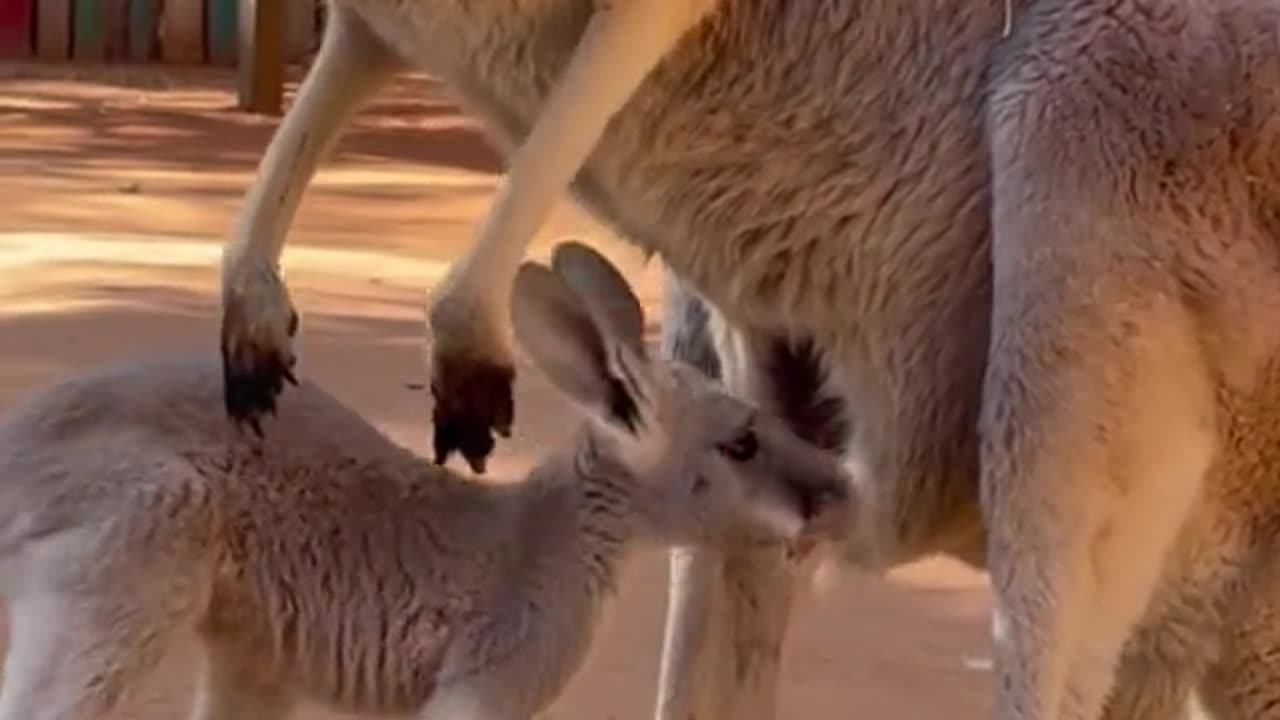 So cute baby kangaroo!