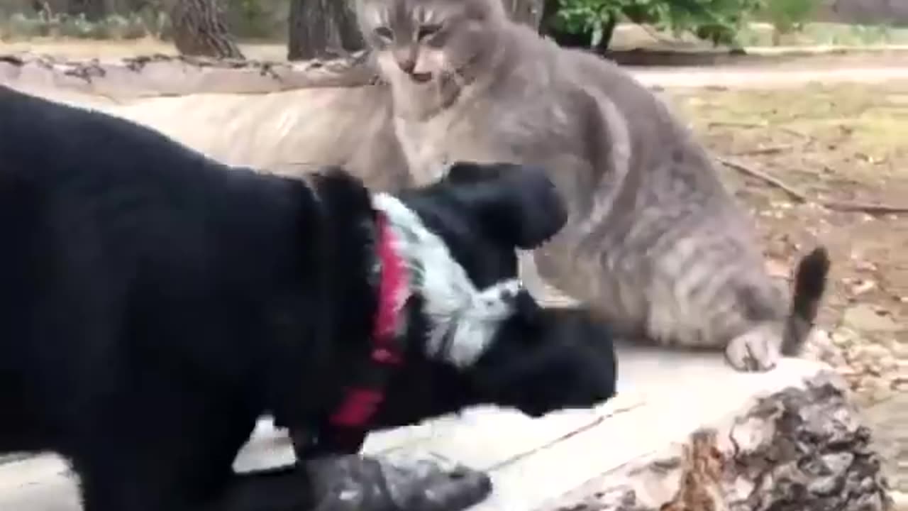 Cats And Dogs Always Have Fun Together. Try not to laugh