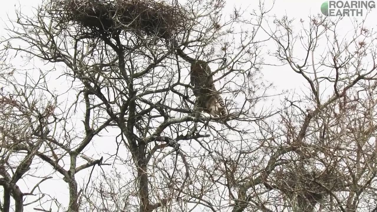 Leopard Catches an Eagle in Nest High in the Trees