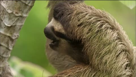 Three-toed Sloth: The Slowest Mammal On Earth | Nature on PBS