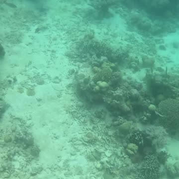 A Morning Snorkeling Adventure