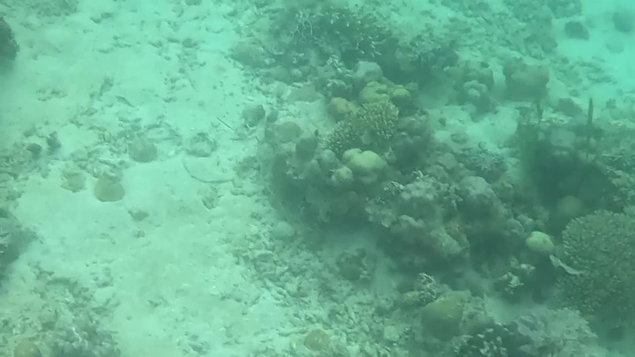 A Morning Snorkeling Adventure