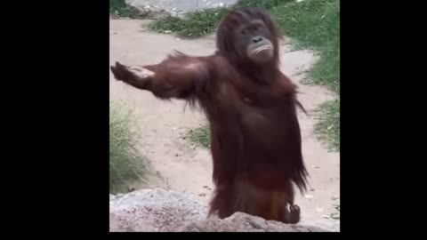 The Funny Moments Of Monkeys 🐵 Funniest Animals Video