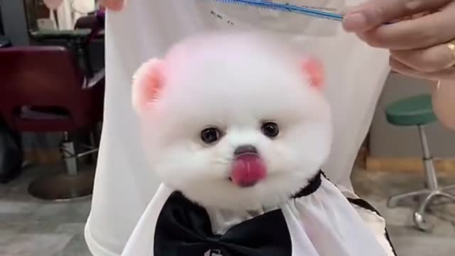 Lovely Baby Dog, Cute Dog, Funny Animals Compilation #Short
