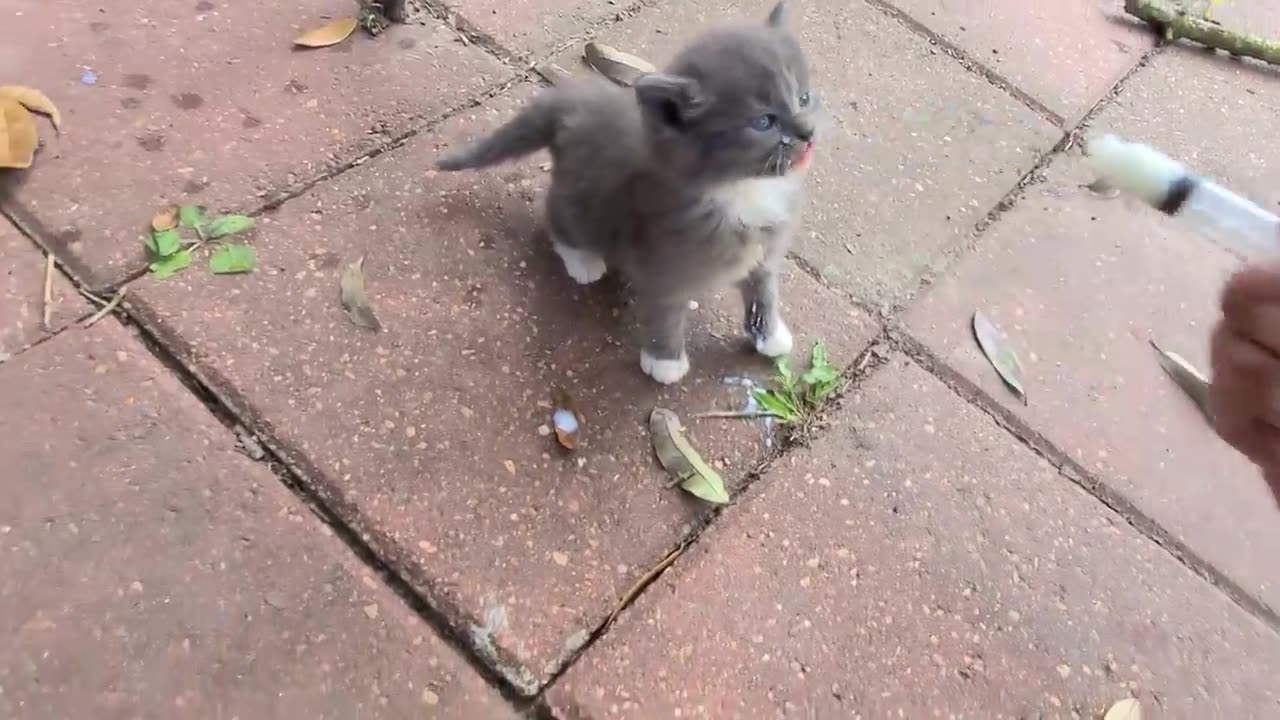 Stray kittens invaded my backyard - 2024