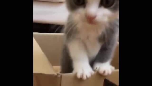 Gif video of cat playing in cardboard box